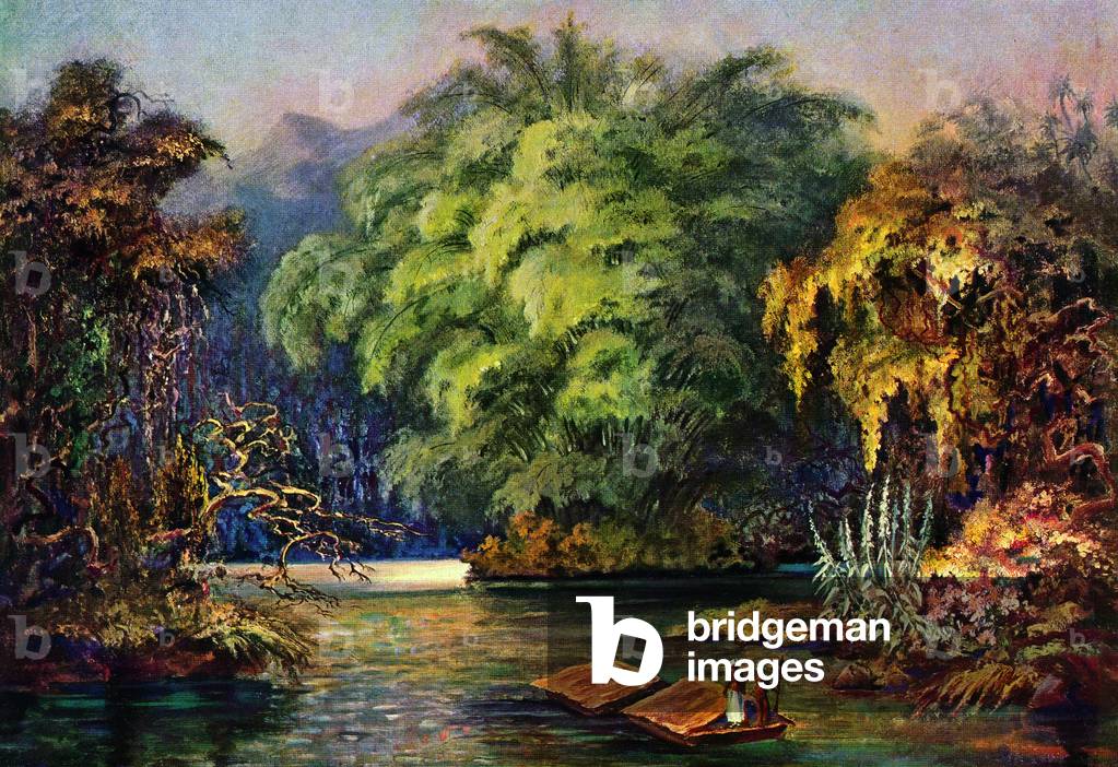 Sri Lanka: Giant bamboo on the Kalu Ganga or 'black River', Sri Lanka. Watercolour by the German scientist and traveller Ernst Haeckel, c.1882.