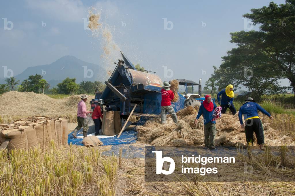 Thailand: A modern threshing machine and its Tai Dam (Black Tai) crew work the ricefields near Ban Na Pa Nat Tai Dam Cultural Village, Loei Province