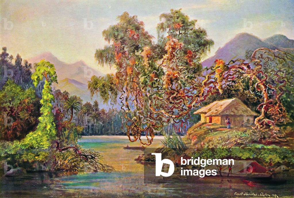 Sri Lanka: Trees hung with lianas by the Kalu Ganga. Watercolour by the German scientist and traveller Ernst Haeckel, c.1882.