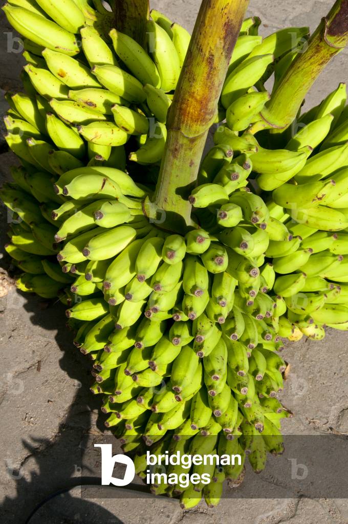 Maldives: Bananas in the fruit and vegetable market in the capital Male, North Male Atoll
