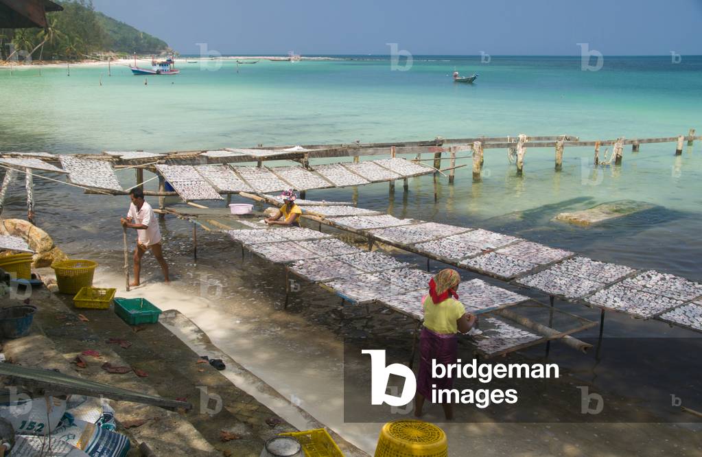 Thailand: Squid drying in the sun, Chalok Lam Bay (Ao Chalok Lam), Ko Phangan