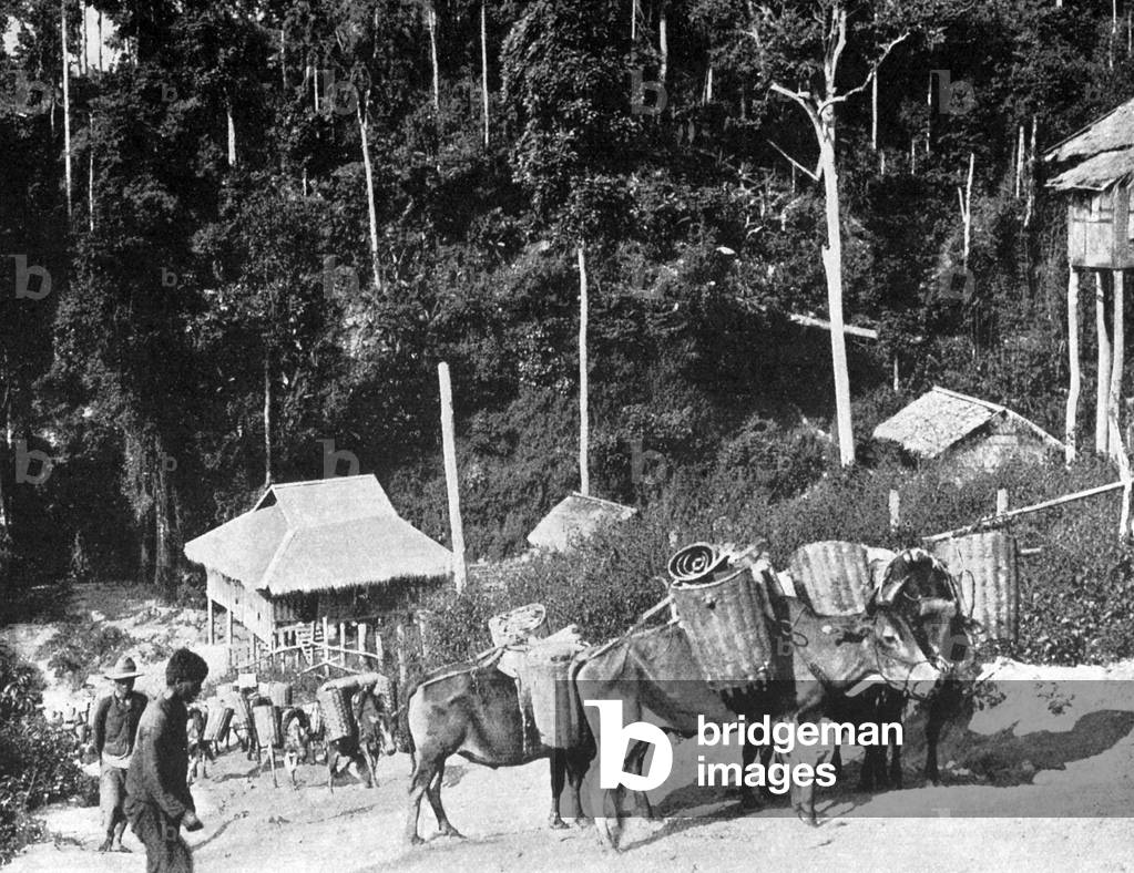 Thailand: A caravan of oxen belonging to Shan farmers climb the mountains of northern Thailand, late-19th century.