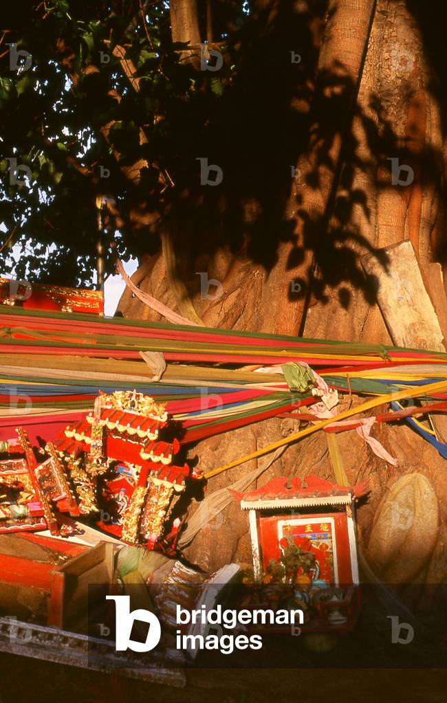 Thailand: Disused spirit houses left by their owners below an old wrapped bo tree (wrapped for symbolic protection against anyone who would cut the tree down), Chiang Mai
