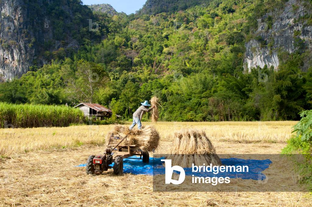 Thailand: Agricultural worker beneath the outcrops of Kuan Pha Lom National Park,  Loei Province