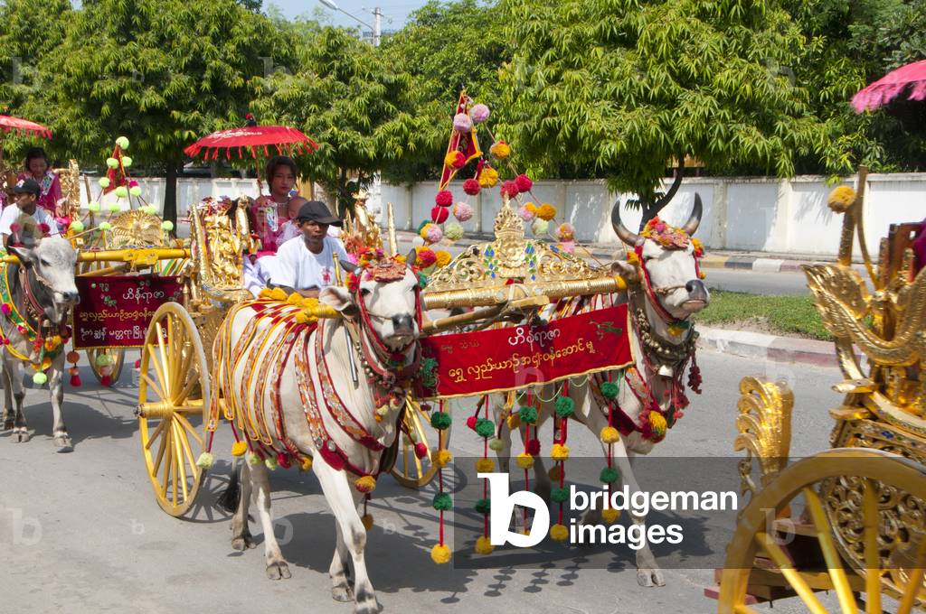 Burma / Myanmar: Brightly adorned oxen pulling a cart with a princess (young Burmese girl in her finest attire) in the Na Htwin or the Ear-Piercing Ceremony which takes place at the same time as the Shinbyu ceremony. Mandalay