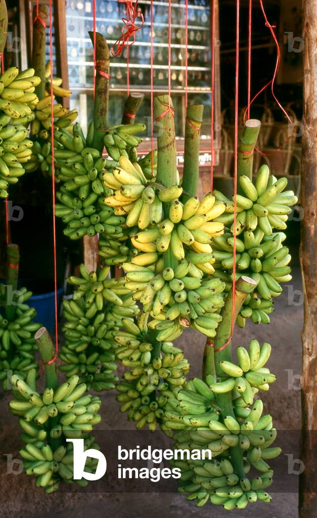 Thailand: Bunches of bananas (