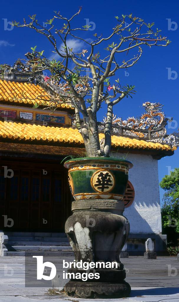 Vietnam: Bonsai tree in front of the Điện Thái Hoà (Palace of Supreme Harmony), The Imperial City, The Citadel, Hue