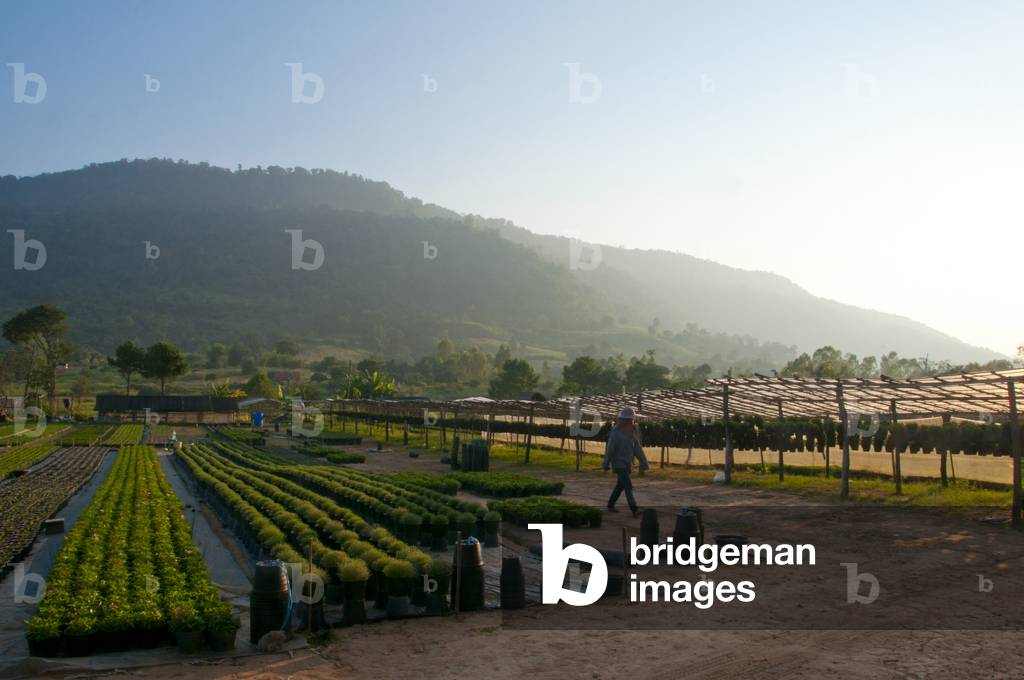 Thailand: Ban Nong Bong Cold Climate Flowers Market, Phu Ruea, Loei Province