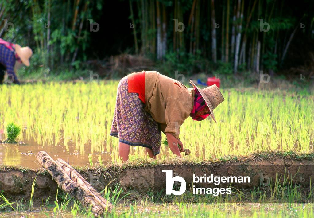 Thailand: A woman planting rice in a paddy field near the town of Nan, northern Thailand