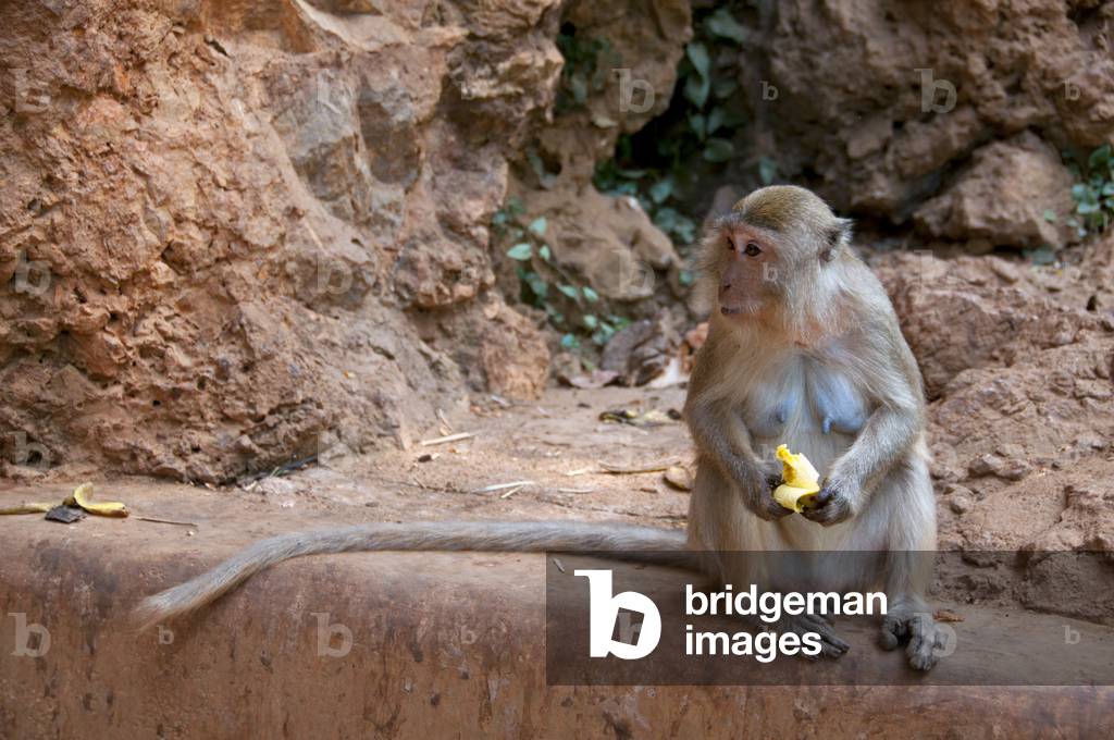 Thailand: Long-tailed macaque at the cave temple Wat Tham Suwankhuha, Phang Nga Province