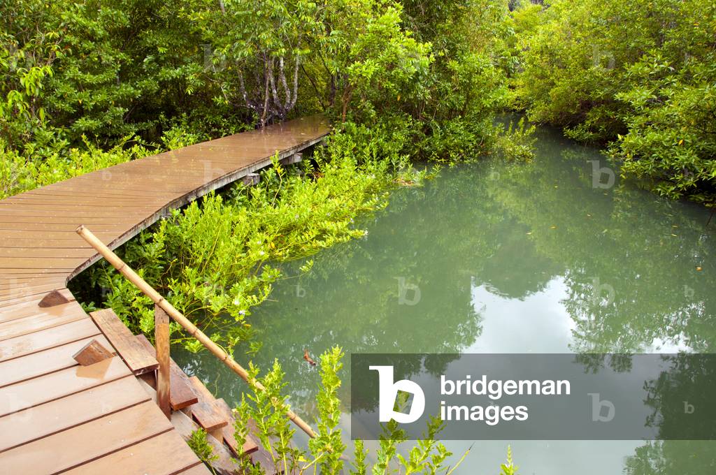 Thailand: A wooden walkway leads through Tha Pom swamp and forest, Krabi Coast