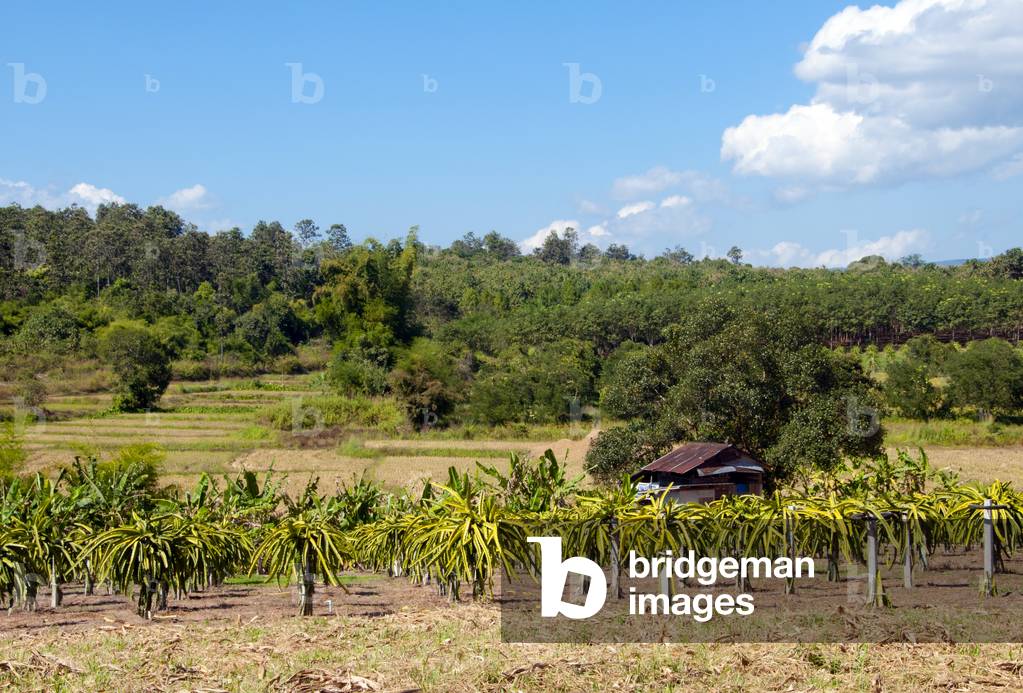 Thailand: Aloe vera plantation near Phu Ruea, Loei Province