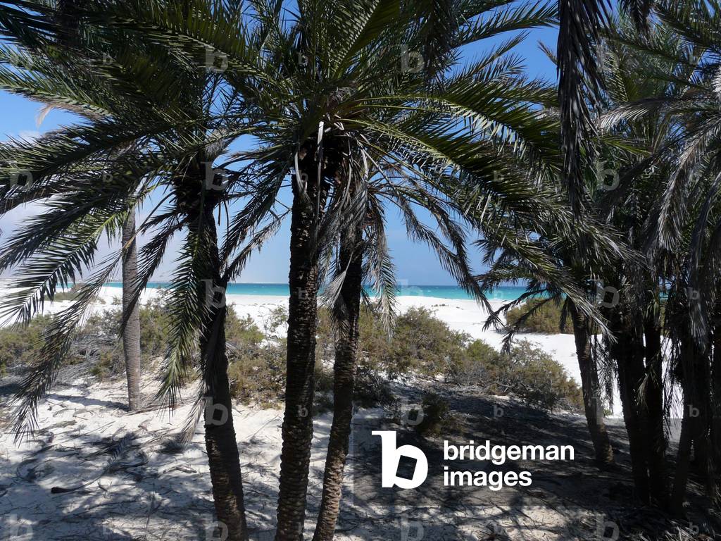 Yemen: Socotra Island (Suqutra Island), Nawjad, south of Socotra island