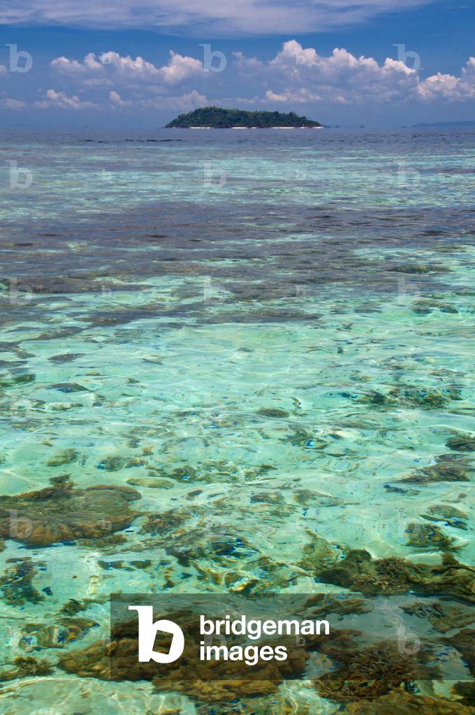 Thailand: Coral off Hat Laem Thong beach, Ko Phi Phi Don, Ko Phi Phi