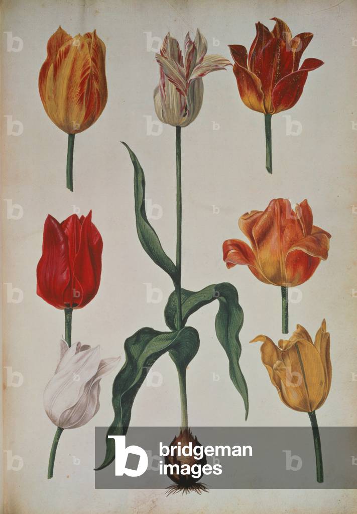 Tulips: from 