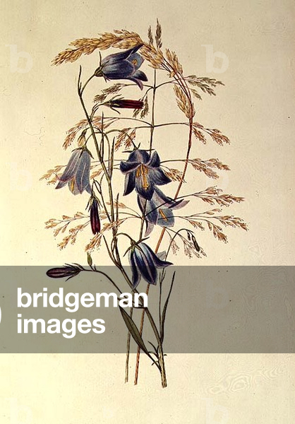Campanula: rotundifolia (Harebell), from 