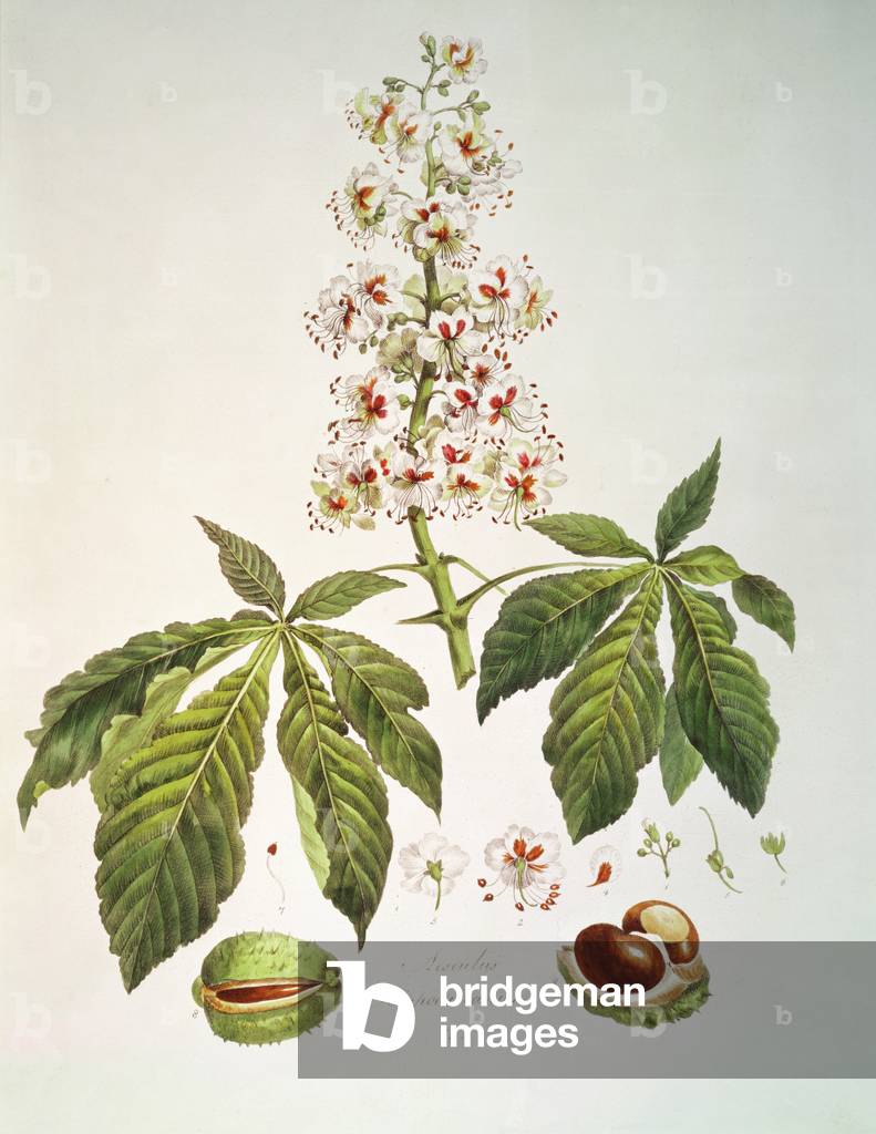 Horse Chestnut: Aesculus hippocastanum, from 