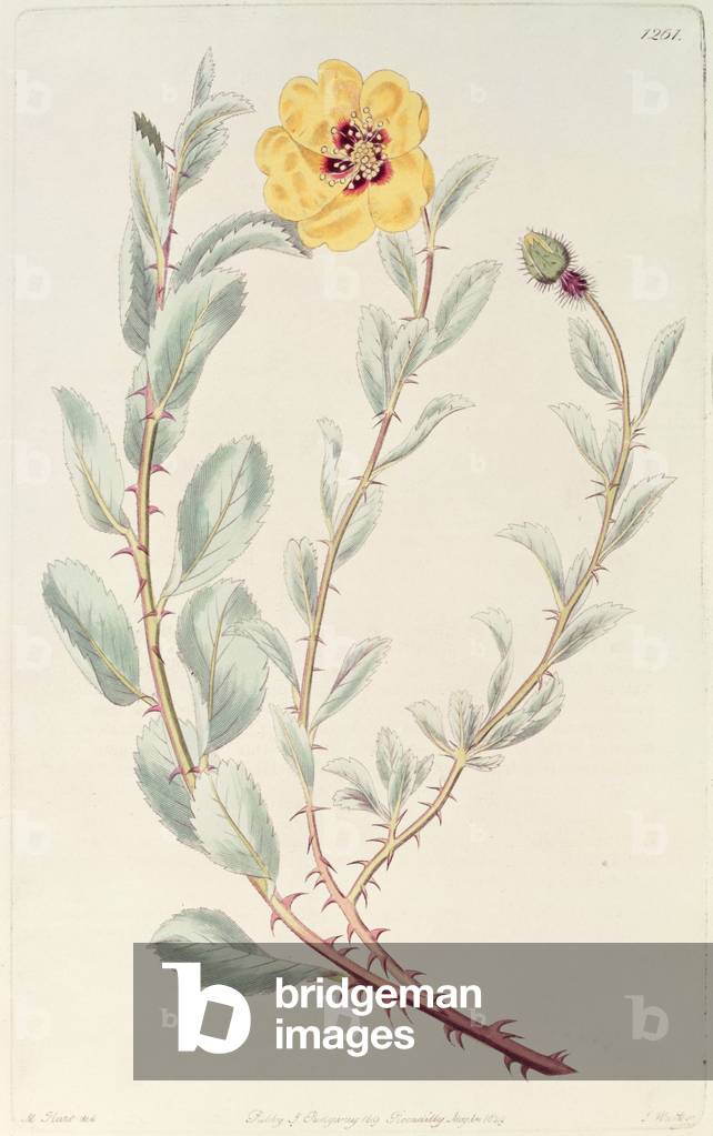 Rose: Persian from the Botanical Register, published 1829