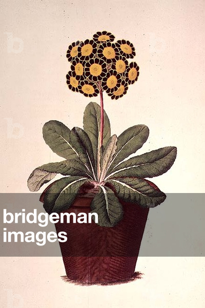 Polyanthus: `Willett's Duke of Cumberland' (Primula x Variabilis var.), from Flora Luxuriana, 1789-91