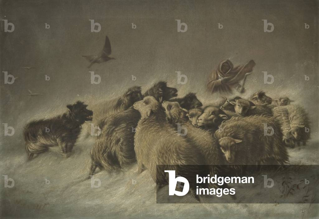 Sheep (oil on canvas)