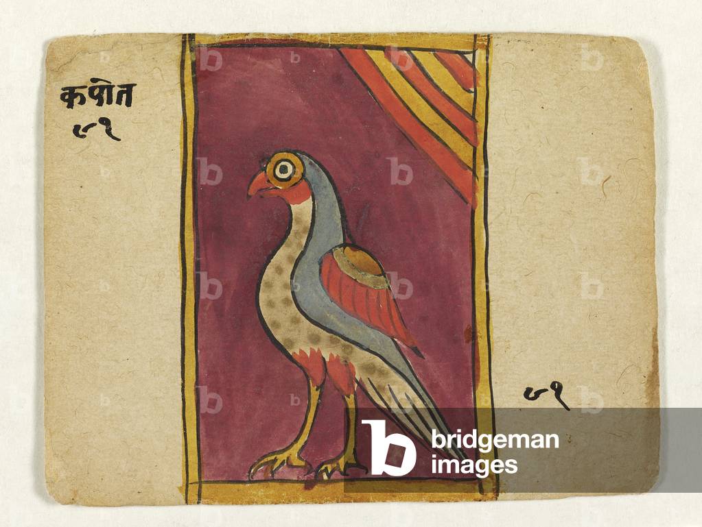 Kapot (pigeon), c.1700 (opaque w/c on paper)
