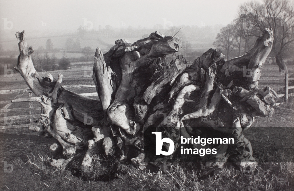 ‘Laocoon’, Carswall’s Farm, Newent, Gloucestershire, 1931-46 (photo)