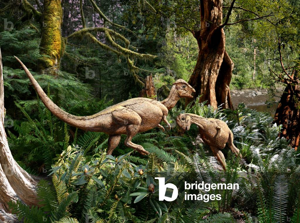 Stegoceras - Stegoceras was a herbivorous pachycephalosaur two-meres long dinosaur that lived in North America during Cretace. Stegoceras was a genus of plant-eating ornithischian pachycephalosaurid dinosaur that lived in what is now North America during the Late Cretaceous period. It had an estimated length of up to 2 meters