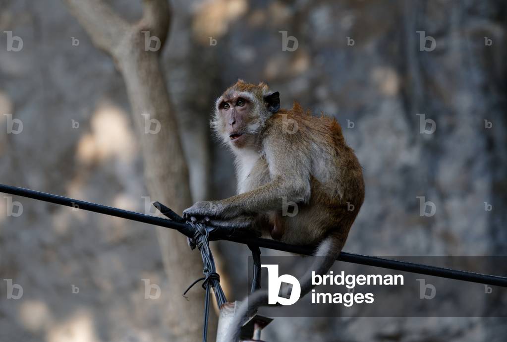 Macaque Crabier, Thailand, 2019 (photo)