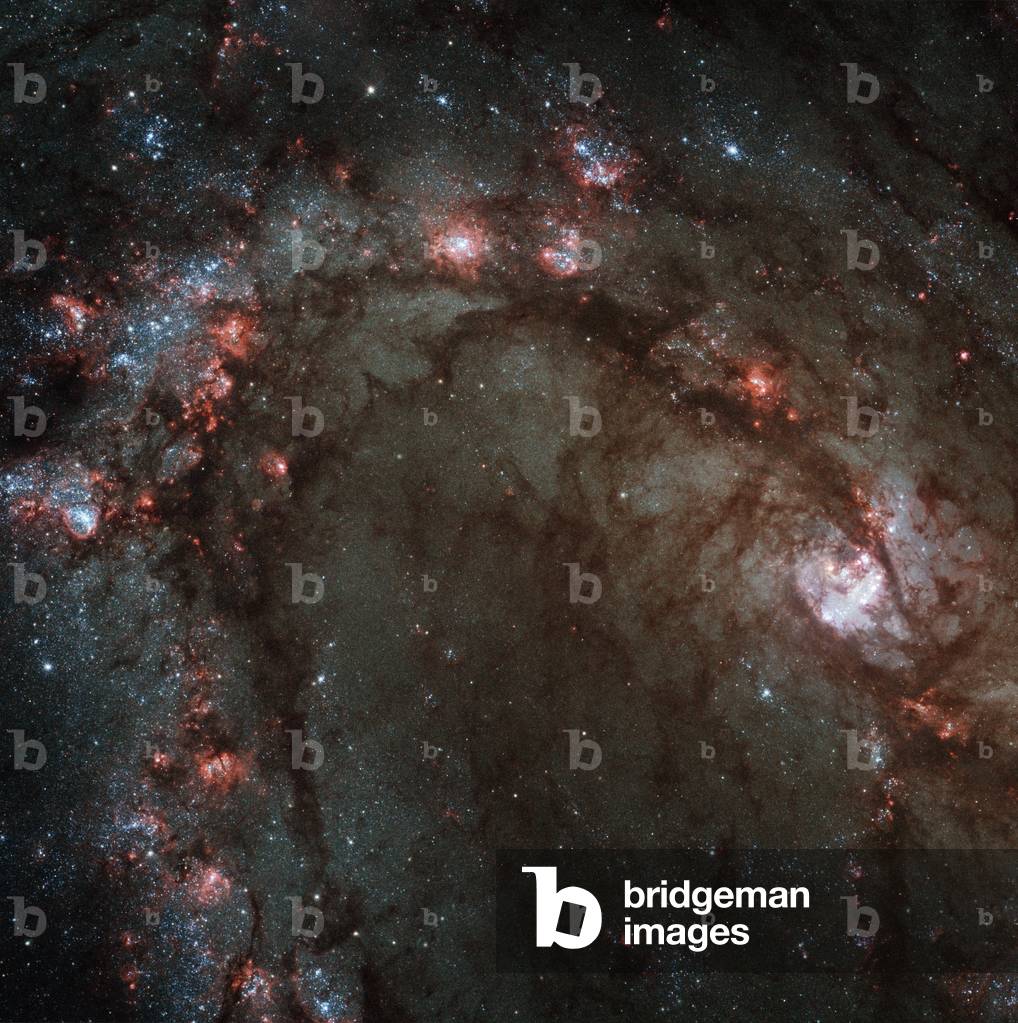 Star Formation in Galaxy M83 - Star Birth in Spiral galaxy M83 - Close-up of star-forming zones in the arms and near the nucleus (white region on the right) of the M83 galaxy. In red appear the hydrogen clouds in which the stars are born. The new stars are concentrated in blue clusters visible by hundreds on this image. The galaxy M83 (NGC 5236) is located about 15 million light years away from Earth in the constellation Hydra. This galaxy is intermediate between a classic spiral and a barree spiral. Image obtained by the Hubble space telescope with its wide field camera 3 (WFC3) in August 2009. Nicknamed the Southern Pinwheel, M83 is undergoing more rapid star formation than our own Milky Way galaxy, especially in its nucleus. The sharp “” eye”” of the Wide Field Camera 3 (WFC3) has captured hundreds of young star clusters, ancient swarms of globular star clusters, and hundreds of thousands of individual stars, mostly blue supergiants and red supergiants. The image, taken in August 2009, provides a close - up view of the myriad stars near the galaxy's core, the bright whitish region at far right. WFC3's broad wavelength range, from ultraviolet to near - infrared, reveals stars at different stages of evolution, allowing astronomers to dissect the galaxy's star - formation history. The newest generations of stars are forming largely in clusters on the edges of the dark dust lanes, the backbone of the spiral arms. These fledgling stars, only a few million years old, are bursting out of their dusty cocoons and producing bubbles of reddish glowing hydrogen gas. The excavated regions give a colorful “” Swiss cheese””” appearance to the spiral arm. Gradually, the young stars' fierce winds (streams of charged particles) blow away the gas, revealing bright blue star clusters. These stars are about 1 million to 10 million years old. The older populations of stars are not as blue. A bar of stars,