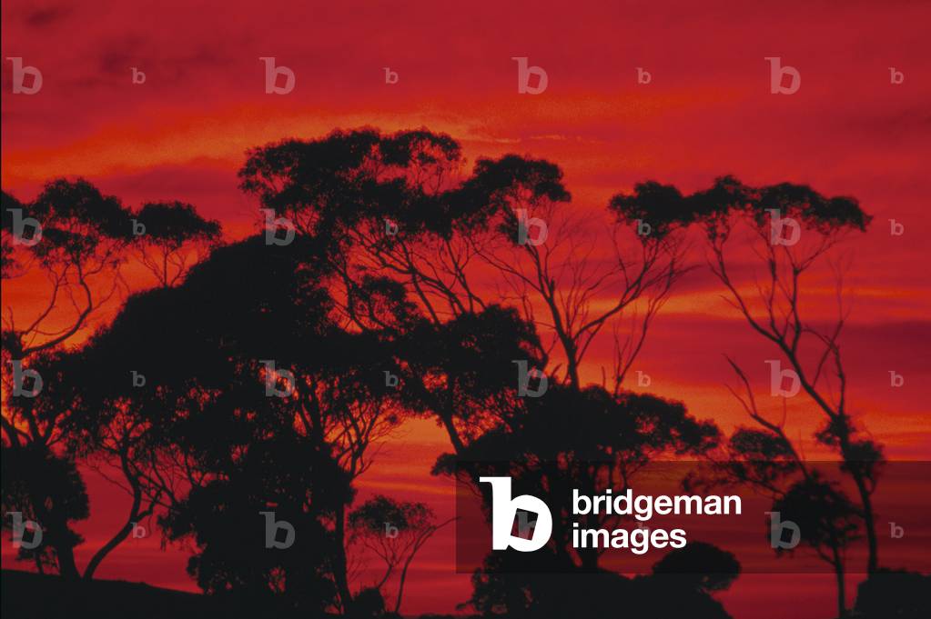 Trees and Sunset - Gum trees agains the evening sky