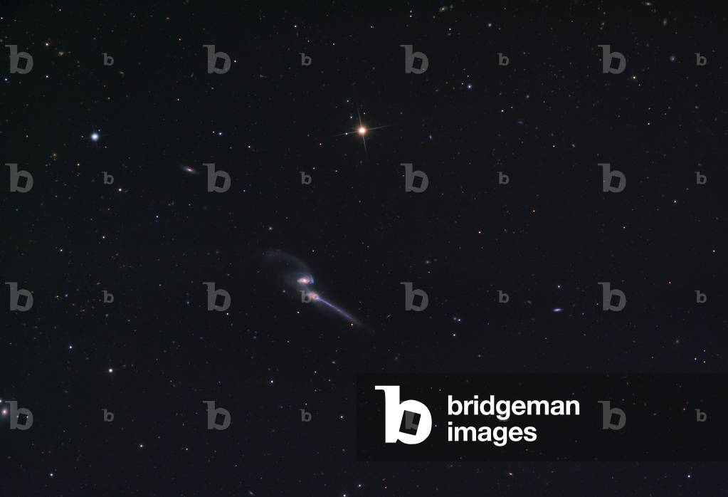 Colliding galaxies NGC 4676 in Berenice's Hair - Colliding galaxies NGC 4676 - The galaxy NGC 4676 is located about 300 million years away - light from Earth. It is a system of two spiral galaxies that collide and eventually become one galaxy. Image obtained on May 31, 2008 with a telescope 61 cm in diameter. Located 300 million light - years away in the constellation Coma Berenices, the colliding galaxies have been nicknamed “” The Mice”” because of the long tails of stars and gas emanating from each galaxy. Otherwise known as NGC 4676, the pair will eventually merge into a single giant galaxy. Image taken on May 31 2008 with a 24 - inch telescope