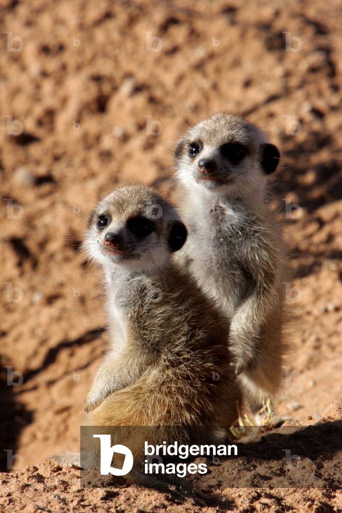 Meerkats - Meerkats - Young meerkats, or Meerkats (Suricata suricatta) photographs in Kalahari, South Africa. Young meerkats, or Meerkats (Suricata suricatta) seen in Kalahari desert in Republic of south africa