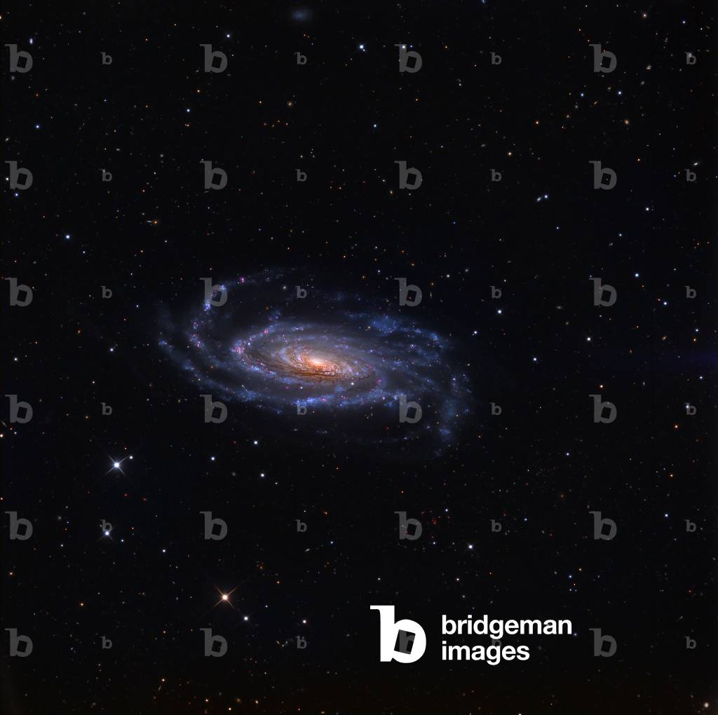 Spiral galaxy NGC 5033 in Hunting Dogs - Seyfert galaxy NGC 5033 in Canes Venatici - The spiral galaxy NGC 5033 is located about 43 million years ago - light from Earth. It is a galaxy of Seyfert whose core houses a supermassive black hole. This spiral galaxy is a Seyfert galaxy with a nucleus containing a supermassive black hole. NGC 5033 is located at about 40 million light year away