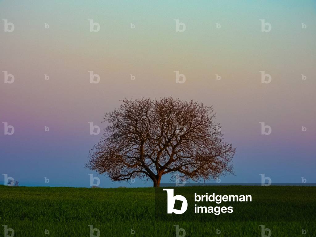 A walnut tree and the Venus belt, 2020 (photo)