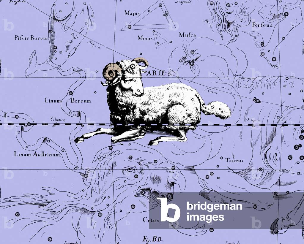 Constellation Belier - Constellation of Aries - The constellation Belier extracted from the Uranographia of Hevelius. Recolorised image. Map showing the constellation of Aries with its mythological form from “” Uranographia”” star atlas by Hevelius (1690). Recolored Image