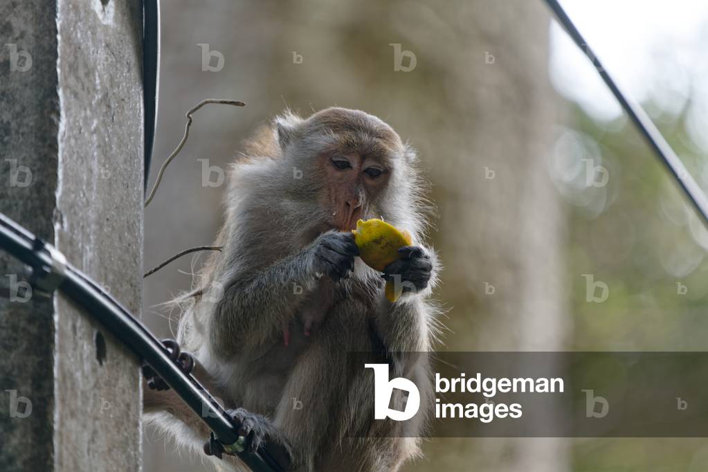 Macaque Crabier, Thailand, 2019 (photo)