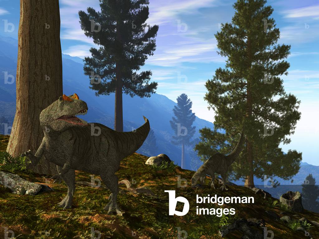 Allosaurus among the sequoias - Allosaurus amidst Sequoias - A couple of allosaurus (allosaurus, carnivorous dinosaur) foraging in the middle of a sequoia forest. The adult male allosaur is recognizable with its orange “” horns””. For 5 million years, allosaurs were the most frequent carnivores in North America. A pair of Allosauruses search for dinner in the pre-twilight of a lush mountainside forest. The orange “” horns”” on the foreground Allosaurus identifies this as an adult male, while his female companion behind attempts to make a meal of an unfortunate terrapin. 150 million years ago during the late Jurassic period, giant Sequoias - also known as Redwoods - may have populated all of the northern continents. These evergreens grow as tall as 370 feet and some have trunk diameters exceeding 25 feet. The only living Sequoias today - and some are over 2,000 years old - occupy a narrow strip of land along the North American Pacific coast. Also during the late Jurassic, a large, carnivorous dinosaur known as Allosaurus is likely to have hunted in the shade of the first Sequoias. For 5 million years Allosaurus was the most common large carnivore in North America. Growing as long as 40 feet and weighing up to two tons, this fierce predator probably had few, if any rivals