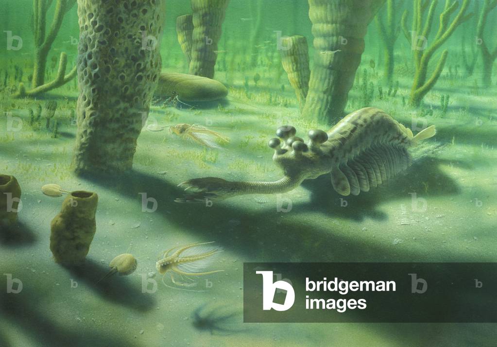 View of the Burgess Wildlife Artist - View of the Burgess Wildlife Artist - View of the Cambrian Wildlife Artist (- 500 million years) reconstructed from fossils discovered in the early 20th century near Mount Burgess in Canada