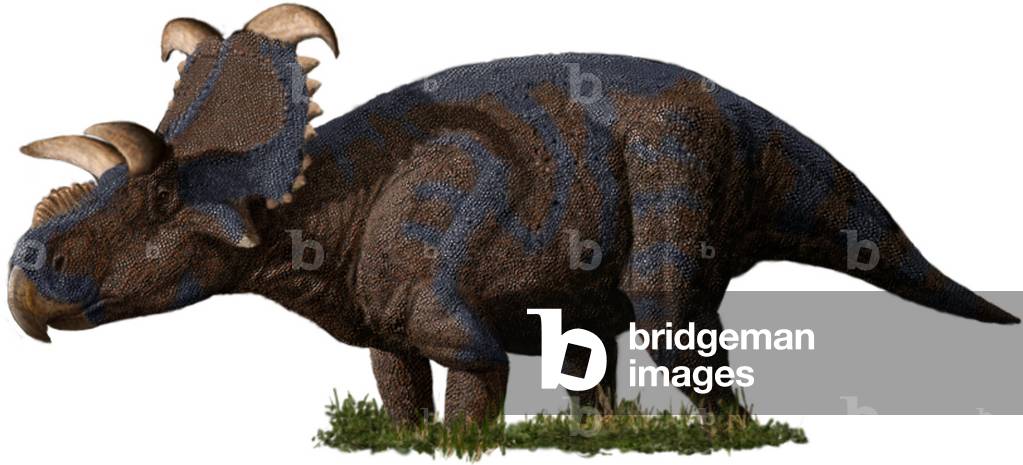 Albertaceratops - Albertaceratops nesme, was a genus of Ceratopsidae that lived during the Upper Cretace. This herbivorous dinosaur was about 6 m long. Albertaceratops nesmoi is a genus of herbivorous ceratopsid dinosaur which lived during the Late Cretaceous Period