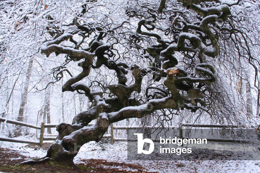 Faux de Verzy - Marne - Dwarf Beech - Faux de Verzy - France - Tortuosa (Fagus Sylvatica var Tortuosa). This remarkable tree is a rare beech variety with contorted branches and trunk, the origin of which remains unknown. The Faux site has been classified nationally since 1932. It became a State Biological Reserve in 1981. Dwarf Beech (Fagus sylvatica Tortuosa Group). Marne, Champagne-Ardenne, France