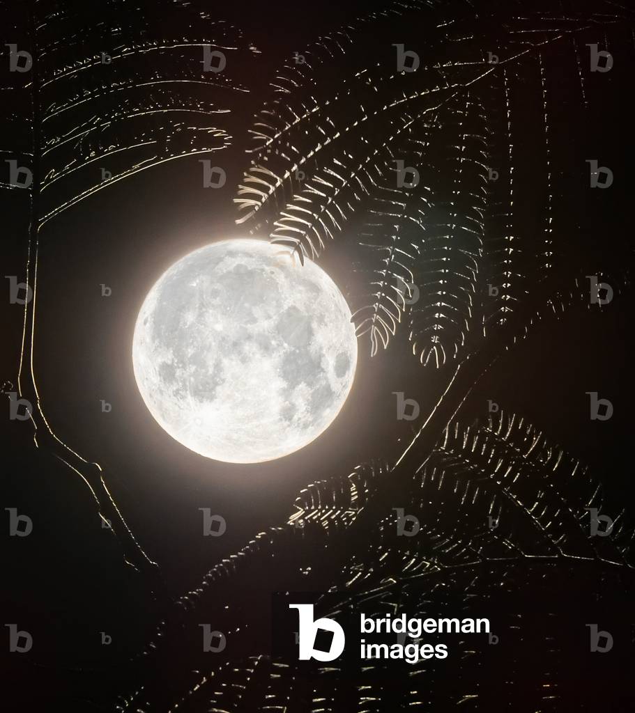 Full Moon and Mimosa (photo)
