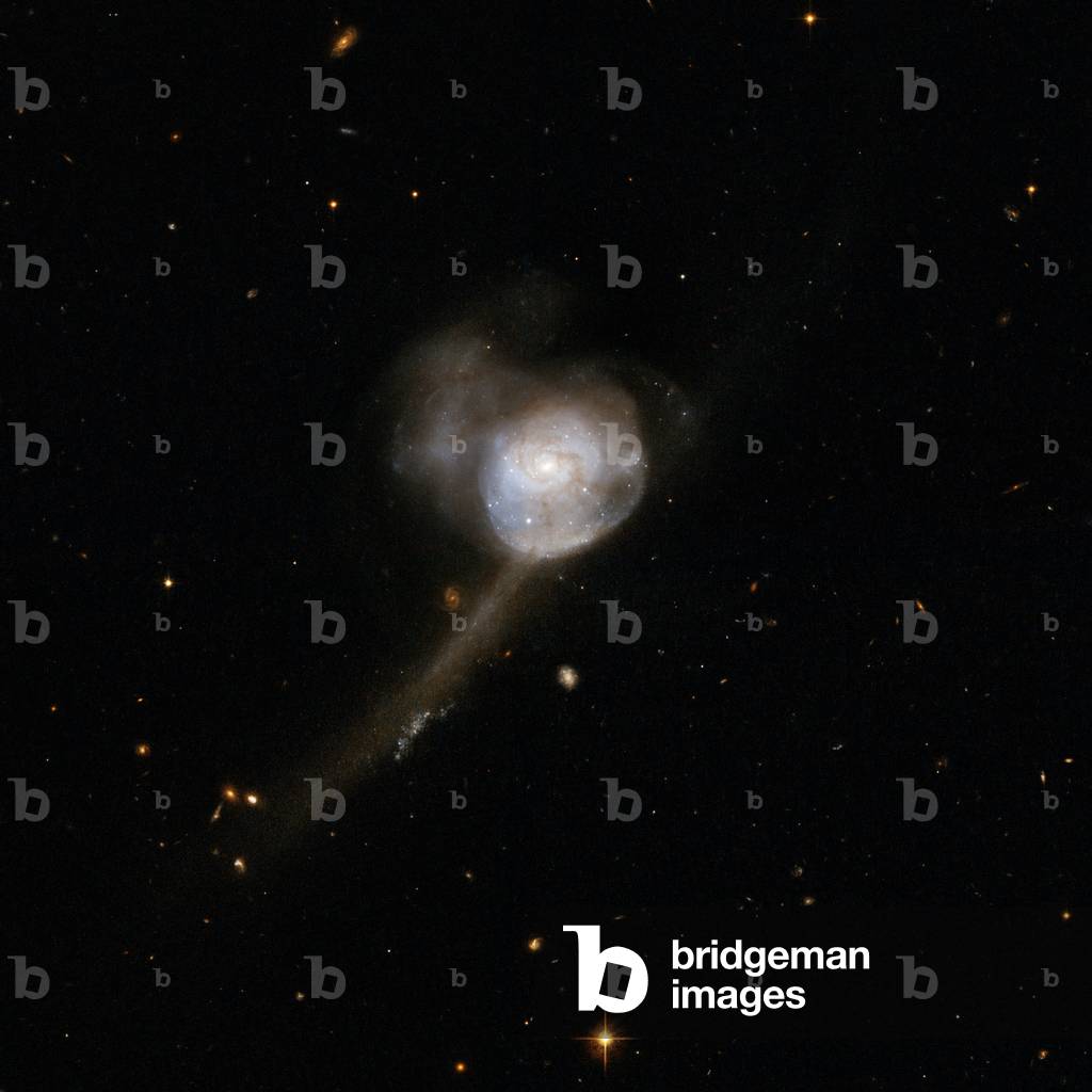 Galaxy NGC 17 in the Whale - Galaxy NGC 17 in Cetus - The galaxy NGC 17 is located about 250 million years away from Earth. Presented with a single nucleus, its shape indicates that it has finished absorbing another galaxy. Image obtained by the Hubble Space Telescope on 4 July 2002. This galaxy features a single nucleus, a containing a blue central disk with delicate fine structure in the outer parts and tidal tails indicative of two former disk galaxies. At present these galaxies appear to have completed their merger. The remnant shows clear signs that the merger was gas - rich and accompanied by a starburst. NGC 17 is gas - rich and can sustain its strong central starburst and present mild central activity for some time to come. NGC 17 is located about 250 million light - years away in the constellation of Cetus, the Whale. Image taken by the Hubble space telescope on july 4, 2002