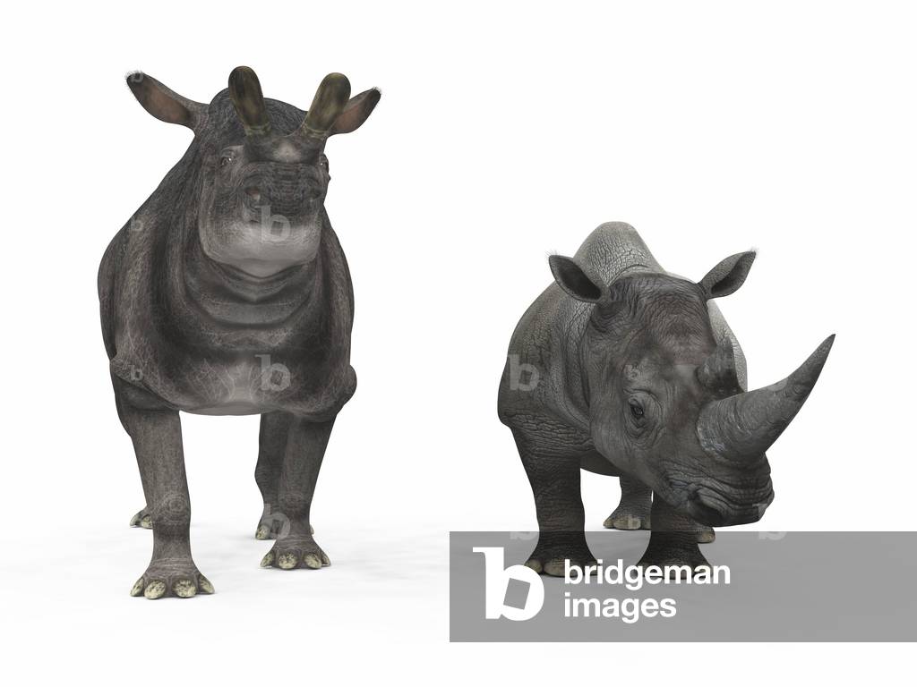 Brontotherium and White Rhinoceros - Comparison - Brontotherium and Rhino Compared - An adult Brontotherium who lived 35 million years ago is compared to today's adult White Rhinoceros (Ceratotherium simum). The Brontotherium was 2.4 metres high at the withers and weighed more than 4 tonnes, while the white rhinoceros was 1.8 metres high at the withers and weighed 3.2 tonnes. An adult Brontotherium from 35 million years ago is compared to a modern adult White Rhinoceros (Ceratotherium simum). The Brontotherium is 8 feet tall at the shoulder and weighs 9,000 pounds*, while the White Rhinoceros is 6 feet tall at the shoulder and weighs 7,000 pounds.* Values are estimates only based upon available paleontological data