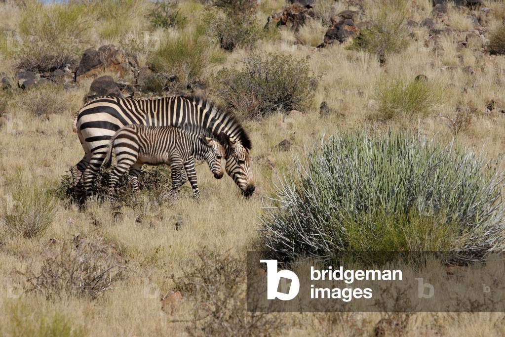 Mountain Zebras - Mountain Zebras - Hartman Mountain Zebra (Equus zebra hartmannae) also called daw. The mother and her zebreau. Augrabies falls National Park, South Africa. Hartmann's Mountain Zebra (Equus zebra hartmannae). Mother and foal. Augrabies falls national park, Republic of south africa