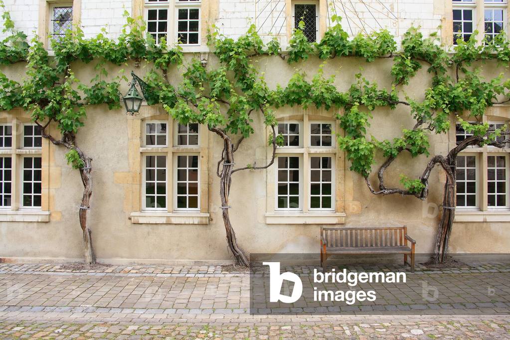 Vines of the Old College of Jesuites - Reims - Three hundred years old vines - Reims - Three hundred years old vines - Reims - Three feet of three hundred hundred years old vines among the oldest vineyards in France (330 years old), classified as historical monuments. Scriptures testify to their presence in 1678. Vines among the oldest in France - Ancien College des Jesuites - Reims, Champagne-Ardenne