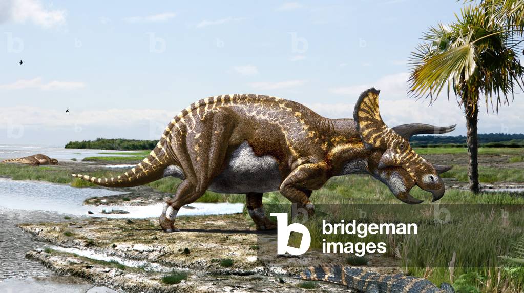 Triceratops - Triceratops was a large herbivorous dinosaur who lived at the end of Cretace, between 70 and 65 million years. Triceratops is a genus of herbivorous ceratopsid dinosaur which lived during the Late Cretaceous Period, around 68 to 65 million years ago in what is now North America