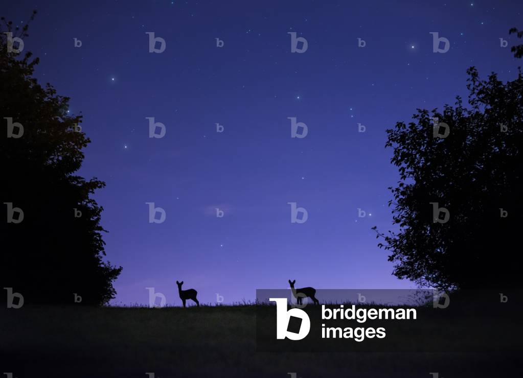 Roe deer at night, 2020 (photo)
