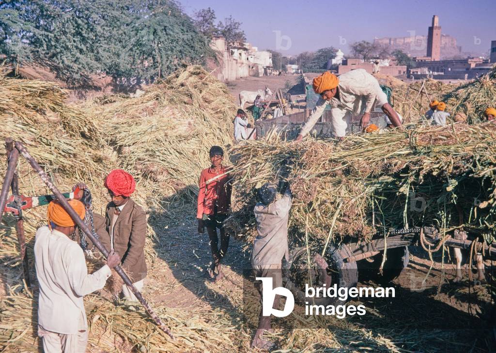Rural scene, harvest, Rajasthan, India, 1971 (photo)