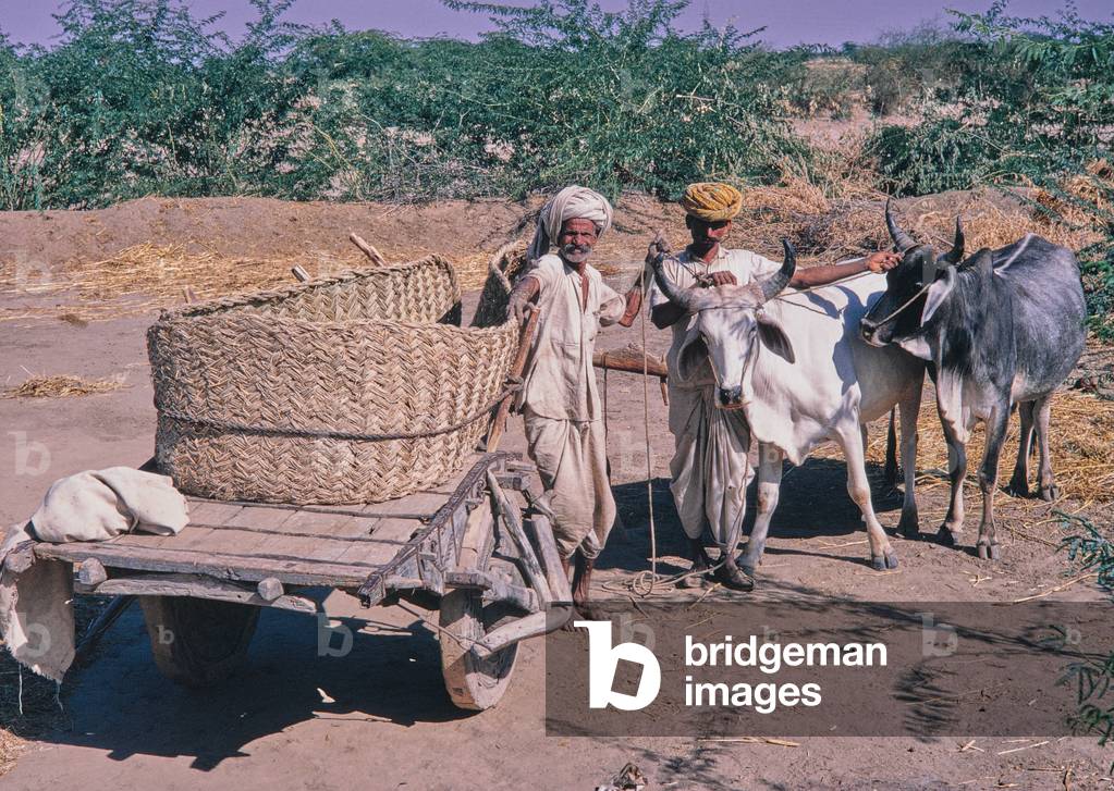 Rural scene, harvest, Rajasthan, India, 1971 (photo)