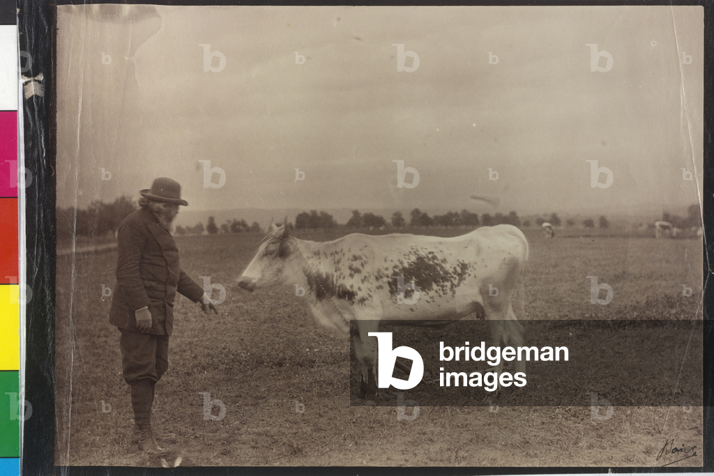 Cow - Welser Schecke